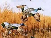 Play Birds 5 Differences